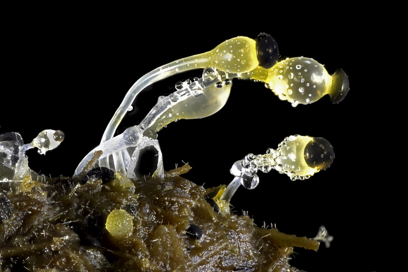 Illustration for article titled Las mejores microfotografĂas del año nos muestran la increĂble belleza de lo que no podemos ver